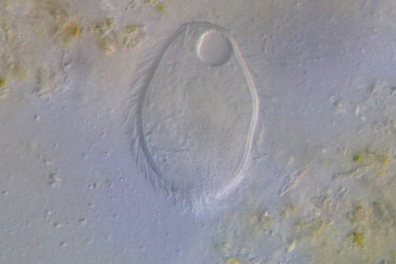 Vivre à deux - les symbioses - 6mn 34s